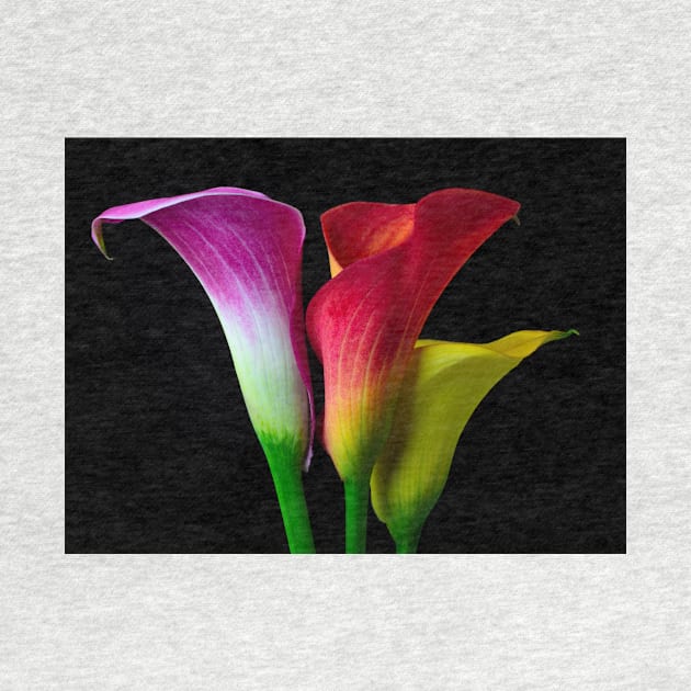 Three Colors Calla Lilies by photogarry